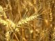 Запрет на экспорт зерна продлится до конца сентября