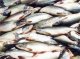 Россия запретит поставки рыбы более чем с 200 предприятий Японии
