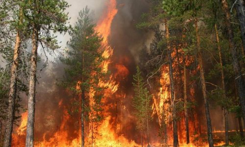 В Сибири горит тысяча гектаров леса