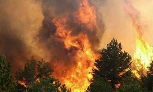 В Сибирском федеральном округе локализованы 12 из 44 лесных пожаров