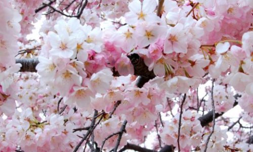 В городе Хиросаки открылся фестиваль цветения сакуры