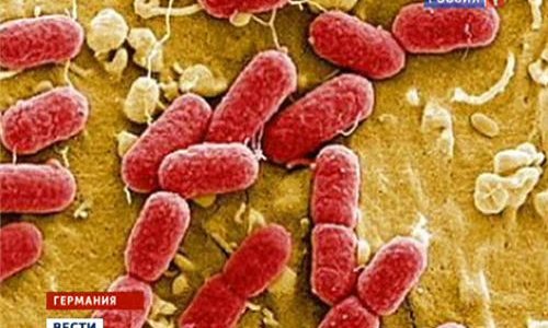 Смертельная бактерия E.coli добралась до таиландской провинции Удонтхани