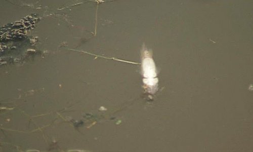 В реке Яуза массово гибнет рыба