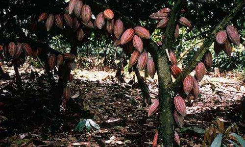 Резкие скачки цен на какао грозят миру дефицитом шоколада