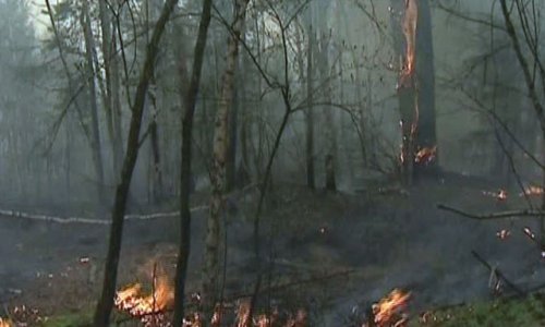 За сутки значительно сократилось количество природных пожаров