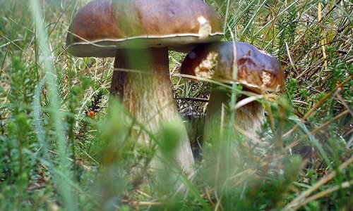 Во Франции участились случаи отравления грибами