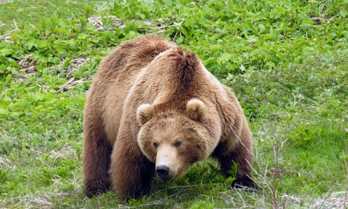 На Камчатке участились случаи нападения медведей на людей