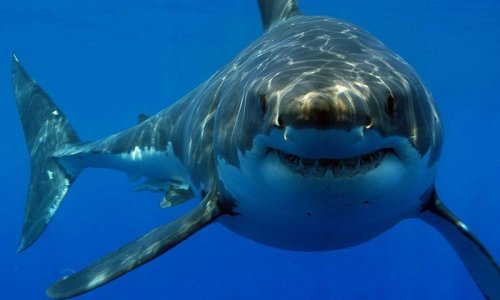 В Приморье акула отгрызла руки пловцу