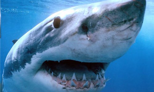 Третье нападение акулы на человека в Приморье