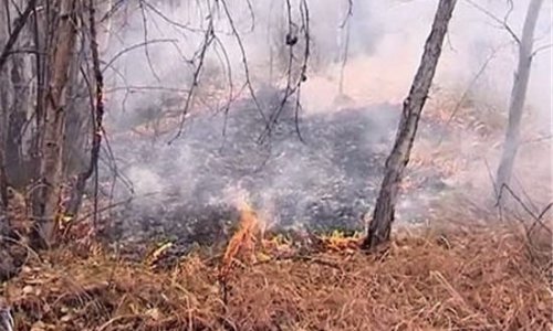 В Братске задержаны 62 подозреваемых в поджоге лесов
