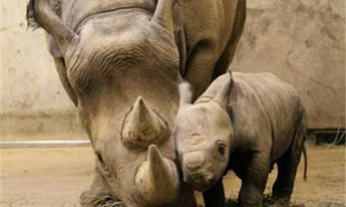 Зоопарк в чешском городе Двур-Кралове крупнейший в Европе по разведению носорогов