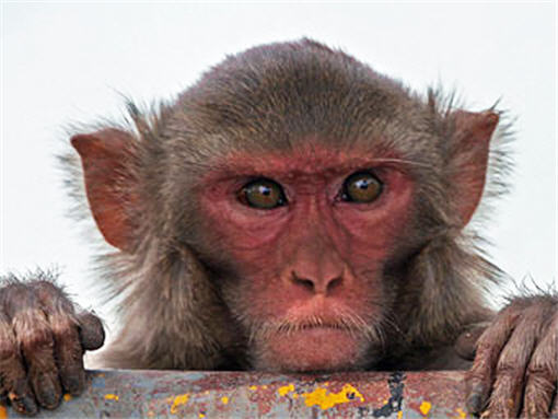 В Индии объявили кампанию по стерилизации обезьян