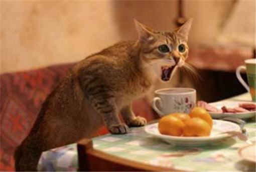 Первое «кошачье кафе» открылось в Канаде в провинции Онтарио
