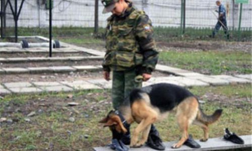 Во Владивостоке построен центр для служебных собак полиции