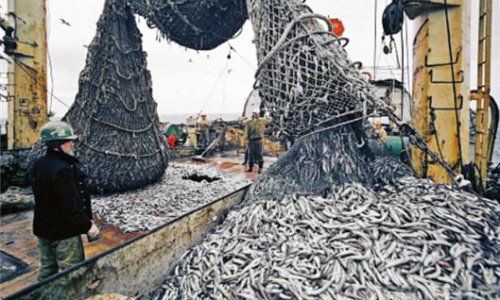 Капитан судна на Камчатке оштрафован за незаконный вылов рыбы