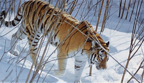 Тигр в Хабаровском крае напугавший сельчан ушел в тайгу