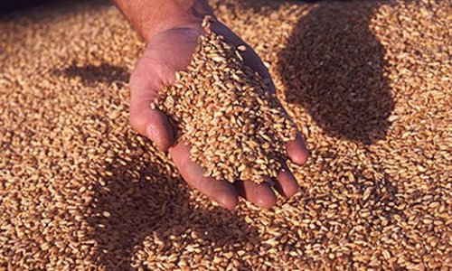 В Никарагуа прибыл из России бесплатный груз с 25,6 т пшеницы