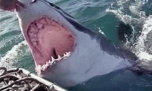 Новое нападение акул на человека зафиксировано у берегов Австралии
