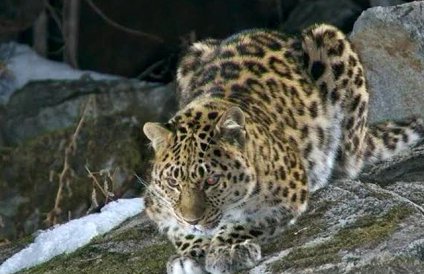 В Приморском крае погиб леопард