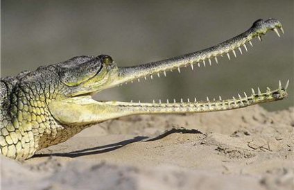 В Индии в национальном парке Сундарбан началась первая перепись крокодилов