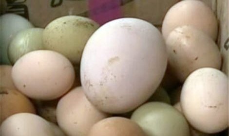 Колумбийская курица по кличке Франсискана снесла яйцо-гигант