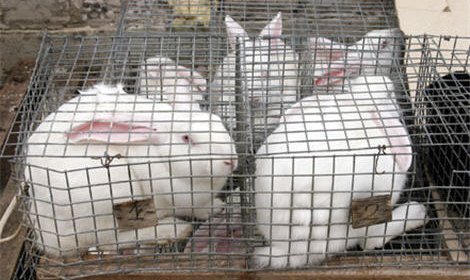 Буддисты Бурятии спасли от забоя 160 кроликов