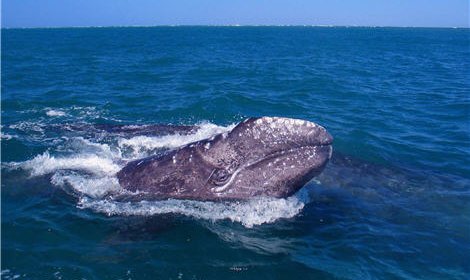 Серые киты заселяют свои прежние места обитания
