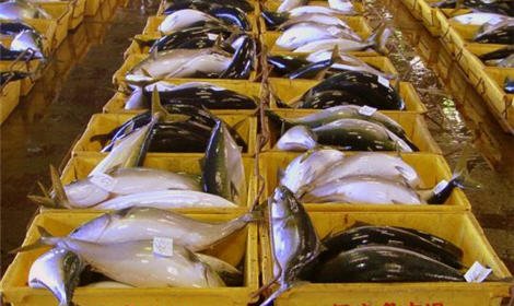 КНДР ввела запрет на экспорт морепродуктов