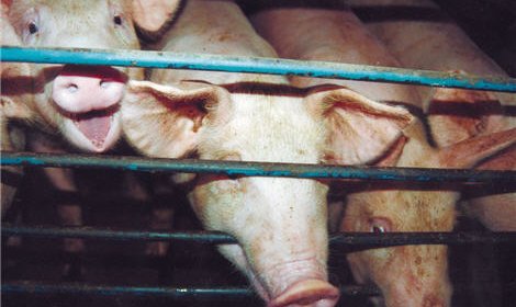 Россельхознадзор может запретить импорт свинины из Европейского союза