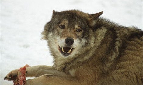 Шестеро жителей тувинского села оказались жертвами нападений волка