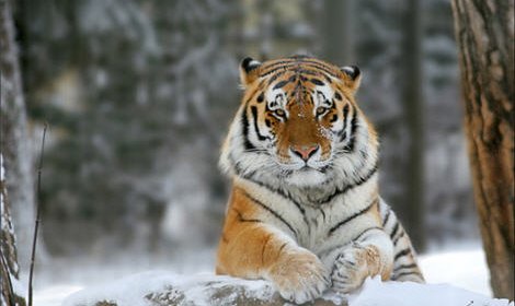 В Приморском и Хабаровском краях численность амурского тигра не изменилась