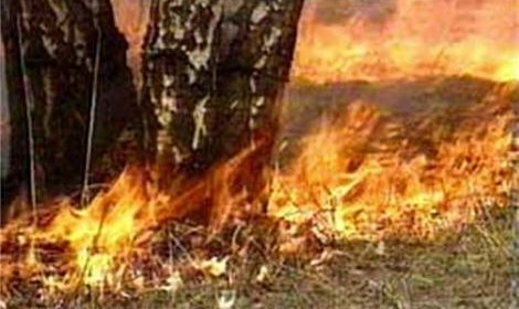 Два лесных пожара зафиксированы в Красноярском крае