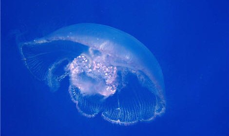К побережью Израиля приближается огромное количество медуз