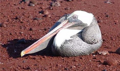 Более 200 пеликанов погибли на побережье Перу