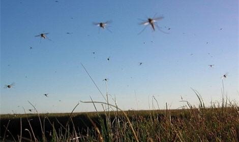 В Швеции на борьбу с комарами будет поднята авиация