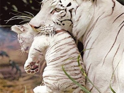 Самка бенгальского тигра-альбиноса Тигрюля родила четырех тигрят