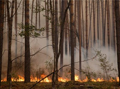Площадь пожаров в России за сутки увеличилась на 15 тысяч гектаров