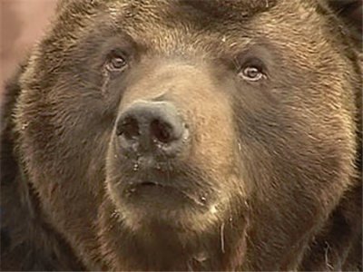 На Камчатке медведь напал на человека и был застрелен полицейскими