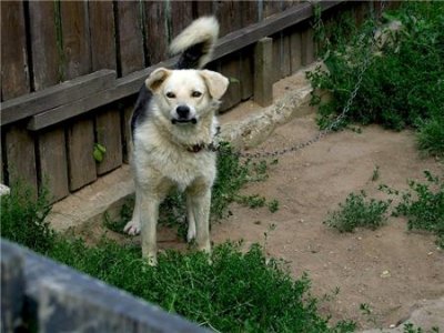 В Ростовской области двухлетнюю девочку загрызла собака
