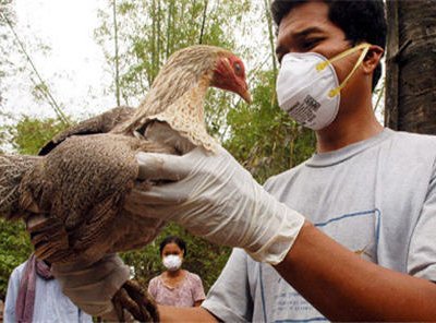 В Камбодже зафиксирован новый смертный случай заражения птичьим гриппом