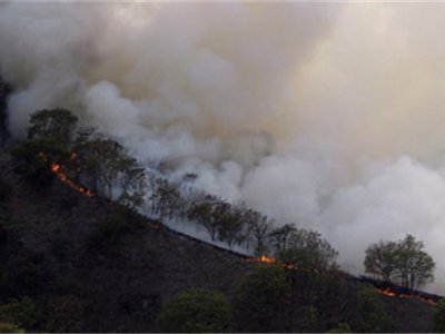 Стремительно растет площадь лесных пожаров в Красноярском крае
