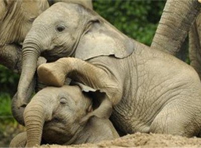 Девять африканских слонов обреченных на гибель начали новую жизнь в Мексике