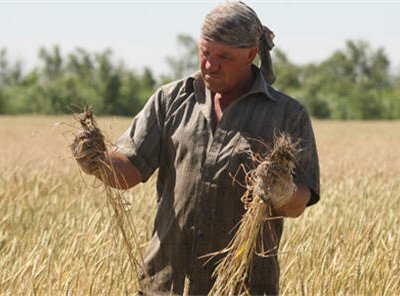 В Волгоградской области из-за засухи погибли сельхозпосевы
