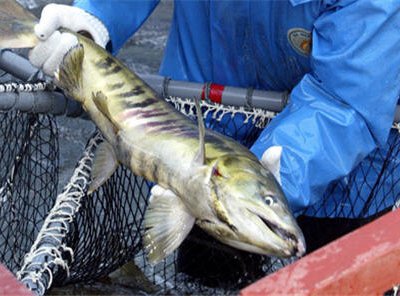На Камчатке у браконьеров изъято около тонны незаконно добытой рыбы лососевых пород