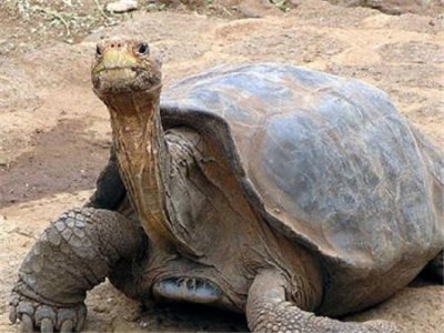 На Галапагосских островах скончался последний в мире самец самая знаменитая черепаха
