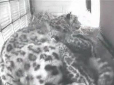 В чешском зоопарке родились три детеныша снежного барса