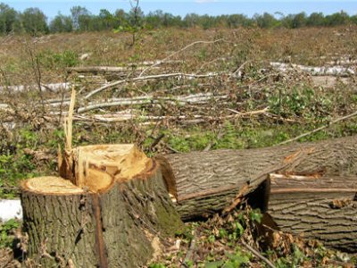 В Химкинском лесу уничтожено уже более 12 га леса
