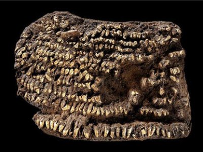 Археологи сделали удивительную находку раскопали сумочку с зубами возрастом ...