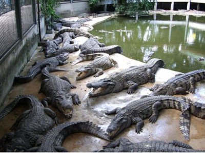 Полиция Китая спасла более 3,5 тысяч сиамских крокодилов