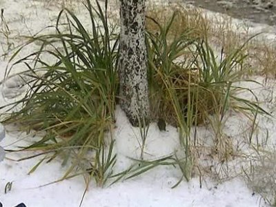 В тайге Хакасии на границе Усть-Абаканского и Аскизского районов выпал снег